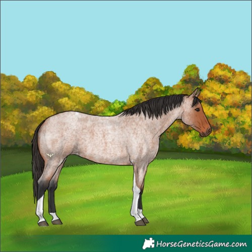 Horse Color:Bay Roan Tobiano 