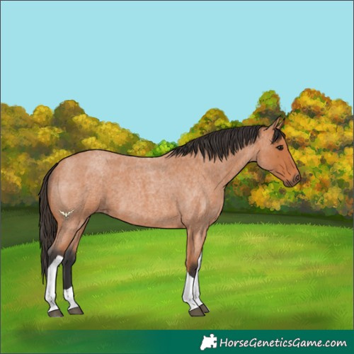 Horse Color:Bay Roan Tobiano