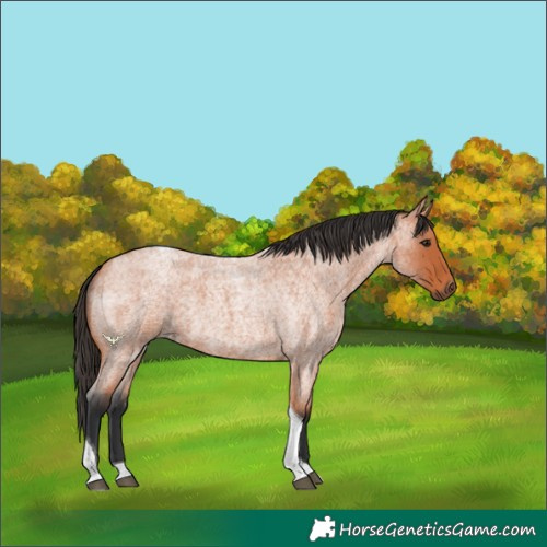 Horse Color:Bay Roan Tobiano