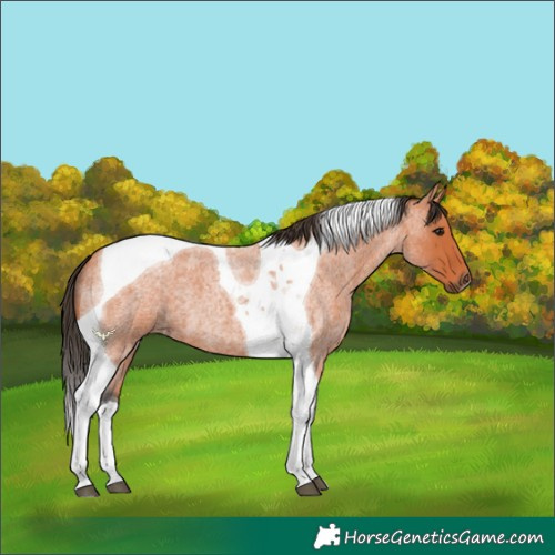 Horse Color:Bay Roan Tobiano