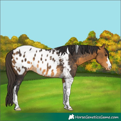 Horse Color:Buckskin Tobiano Appaloosa Rabicano