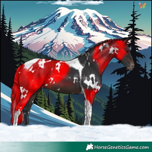 Horse Color:White Spotted Brown Tobiano Appaloosa