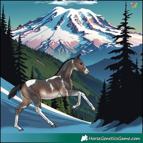 Horse Color:Brown Sabino Tobiano Varnish 
