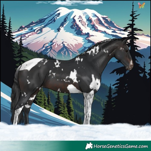 Horse Color:White Spotted Brown Tobiano Appaloosa 
