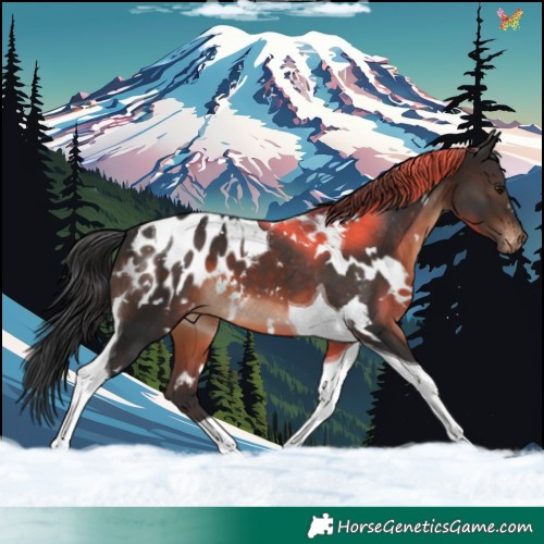 Horse Color:White Spotted Brown Tobiano Appaloosa