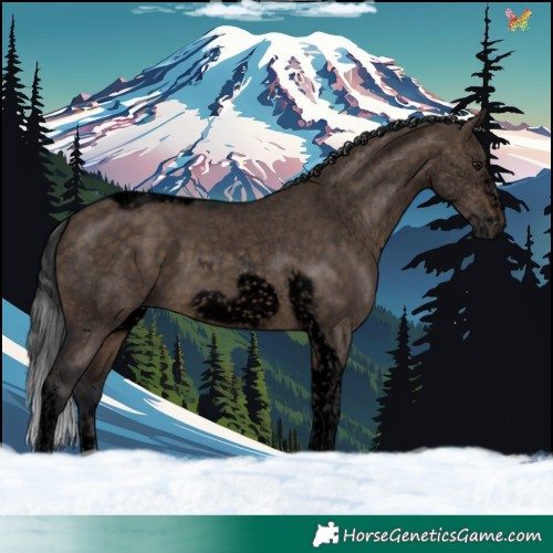 Horse Color:Void Brown Dun Sabino Tobiano Frame