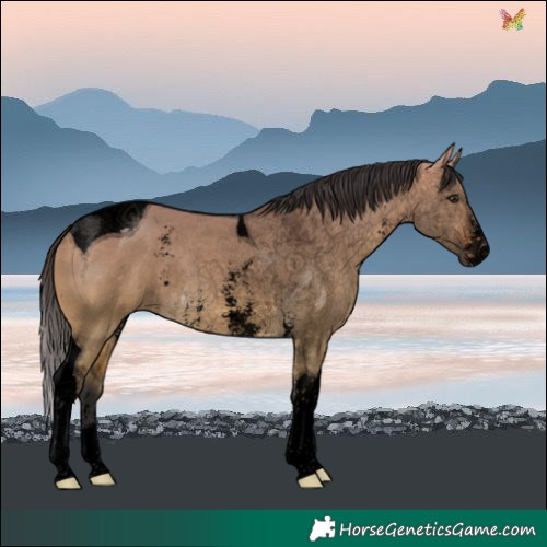 Horse Color:Void Buckskin Dun Sabino Tobiano Rabicano