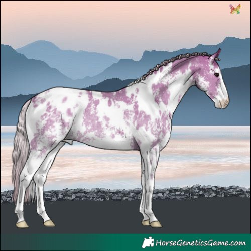 Horse Color:White Spotted Silver Grullo Sabino Blanket Rabicano 