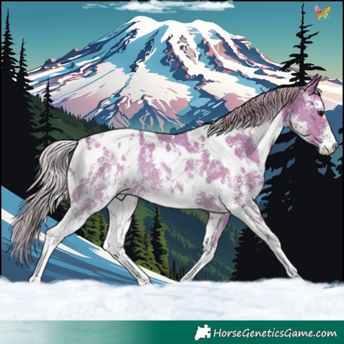 Horse Color:White Spotted Silver Grullo Sabino Appaloosa Rabicano