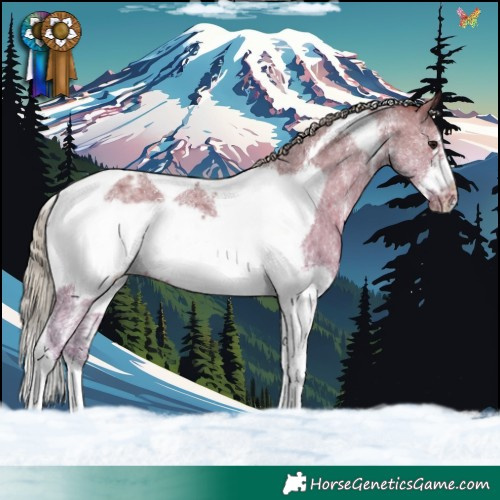 Horse Color:Silver Grullo Sabino Tobiano Frame Appaloosa Rabicano 
