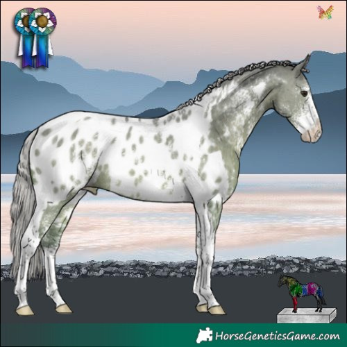 Horse Color:Silver Brown Dun Sabino Tobiano Near Leopard Rabicano