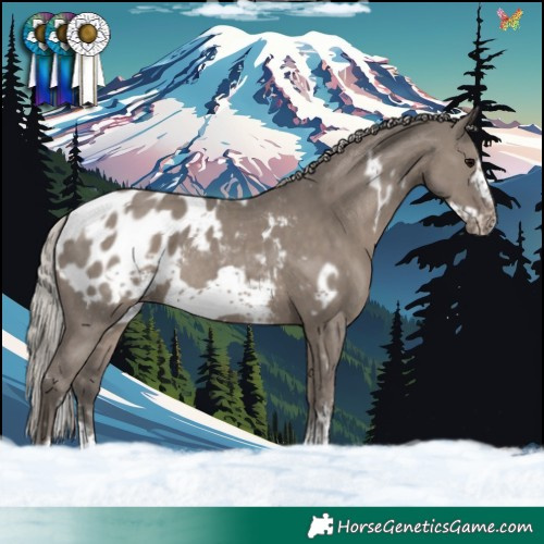 Horse Color:White Spotted Silver Grullo Sabino Frame Appaloosa Rabicano