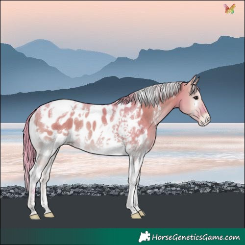 Horse Color:Watercolor White Spotted Smoky Grullo Onyx Tobiano Near Leopard Rabicano