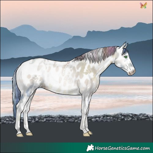 Horse Color:Watercolor White Spotted Smoky Grullo Pearl Onyx Leopard Rabicano