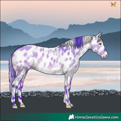 Horse Color:Watercolor White Spotted Brown Dun Leopard Rabicano 