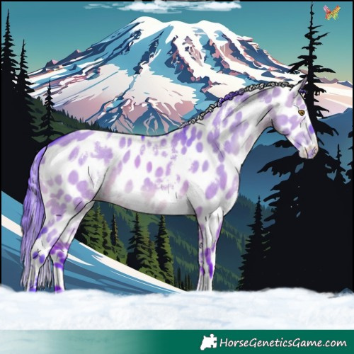 Horse Color:Watercolor White Spotted Brown Dun Appaloosa Rabicano