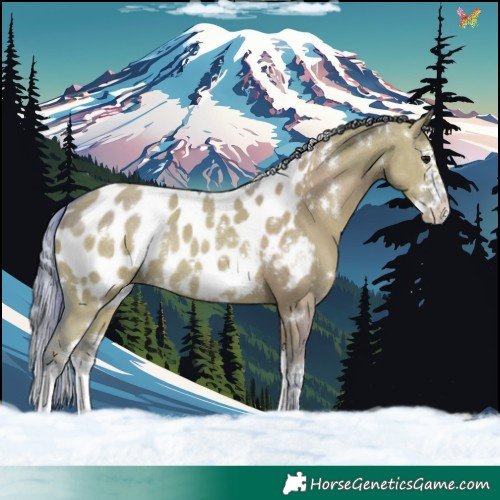 Horse Color:Watercolor White Spotted Grullo Splash Appaloosa Rabicano