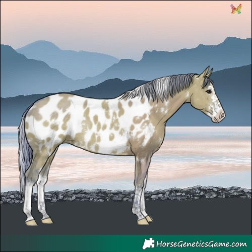 Horse Color:Watercolor White Spotted Grullo Splash Near Leopard Rabicano
