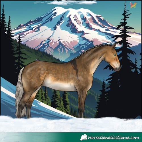 Horse Color:Gray Silver Buckskin Dun