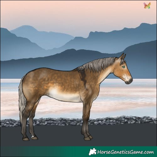 Horse Color:Gray Silver Buckskin Dun 