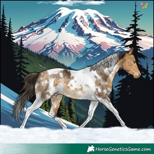 Horse Color:White Spotted Buckskin Dun Tobiano Brindle