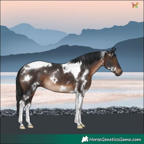 Horse Color:White Spotted Brown Tobiano Rabicano 
