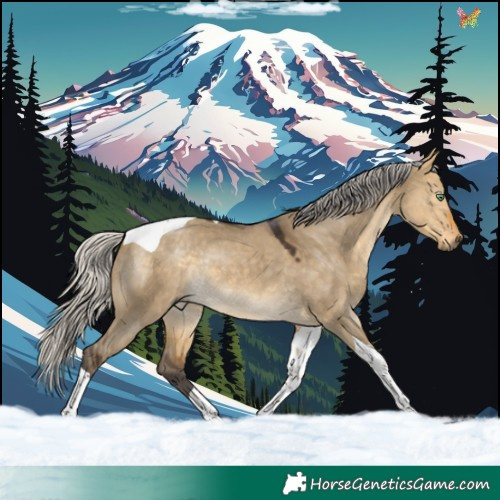 Horse Color:Silver Buckskin Dun Tobiano Rabicano 