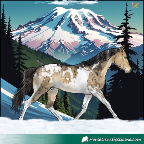 Horse Color:White Spotted Buckskin Dun Tobiano Brindle 