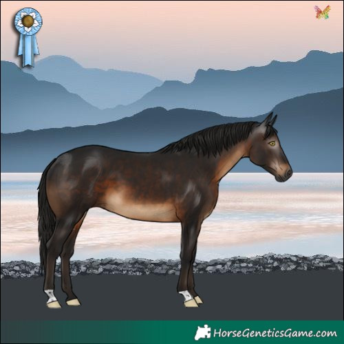 Horse Color:Gray Brown 
