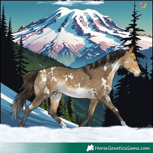 Horse Color:White Spotted Buckskin Dun