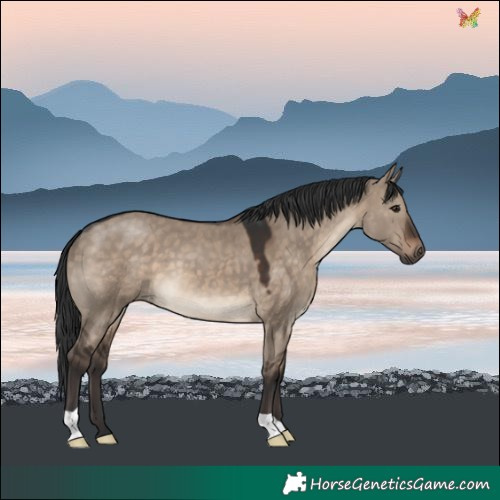 Horse Color:Brown Dun