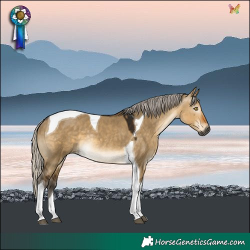 Horse Color:Gray Silver Buckskin Dun Tobiano Rabicano 