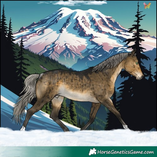 Horse Color:Gray Silver Buckskin Dun Rabicano Brindle 