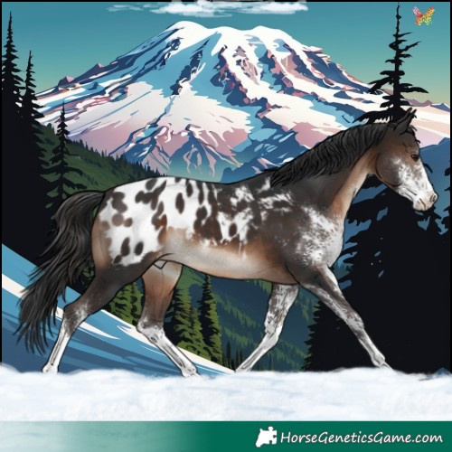 Horse Color:Brown Sabino Appaloosa 