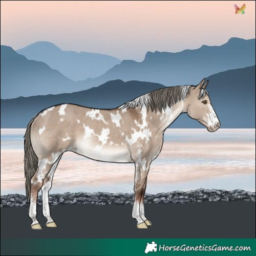 Horse Color:White Spotted Liver Red Dun Mushroom Sabino Rabicano