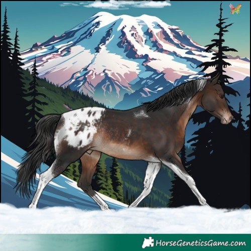 Horse Color:Brown Tobiano Appaloosa Rabicano 