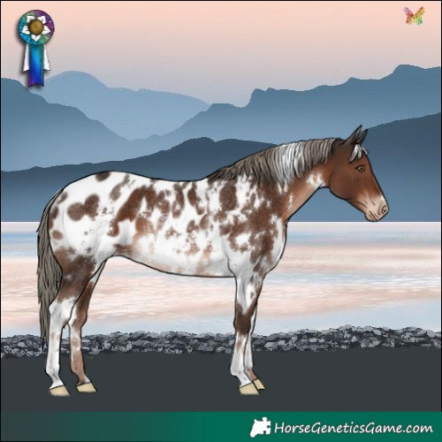 Horse Color:White Spotted Liver Chestnut Mushroom Near Leopard Rabicano 