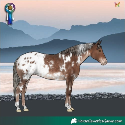 Horse Color:White Spotted Liver Chestnut Mushroom Blanket Rabicano 