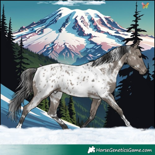 Horse Color:White Spotted Grullo Appaloosa