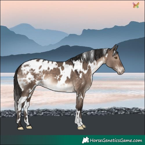 Horse Color:White Spotted Brown Dun Mushroom Blanket 