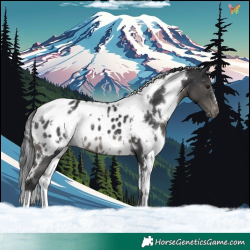 Horse Color:White Spotted Black Appaloosa