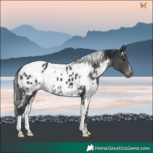 Horse Color:White Spotted Black Near Leopard