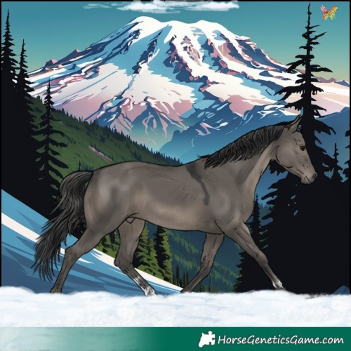 Horse Color:Grullo
