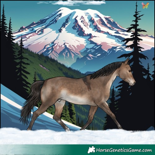 Horse Color:Brown Dun 
