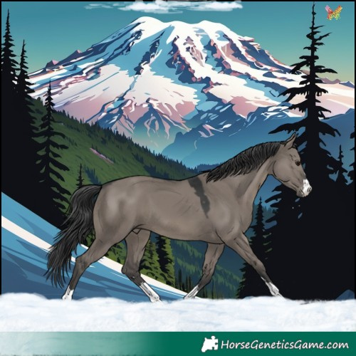 Horse Color:Grullo