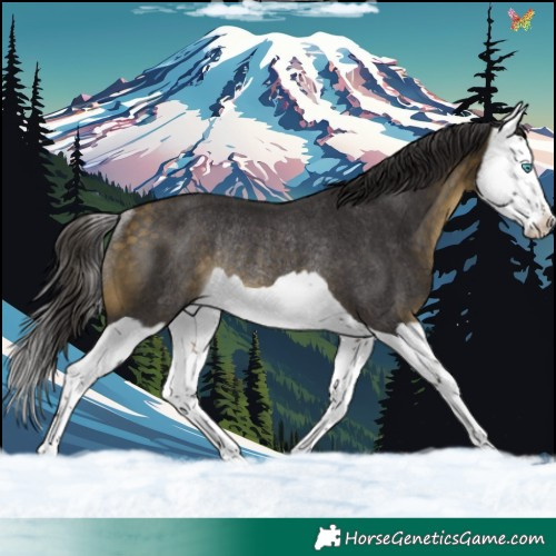 Horse Color:Buckskin Splash Rabicano