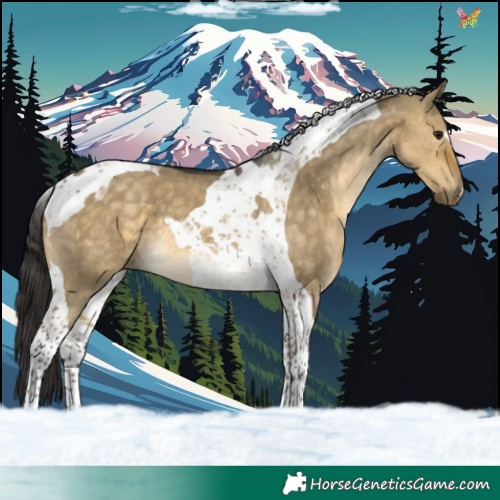 Horse Color:Buckskin Dun Tobiano