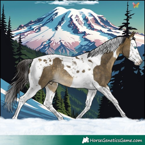 Horse Color:Buckskin Dun Splash Tobiano Rabicano