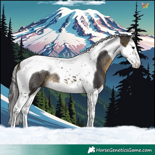 Horse Color:Buckskin Splash Tobiano Rabicano 