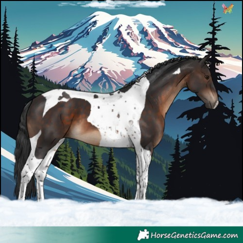 Horse Color:Brown Tobiano